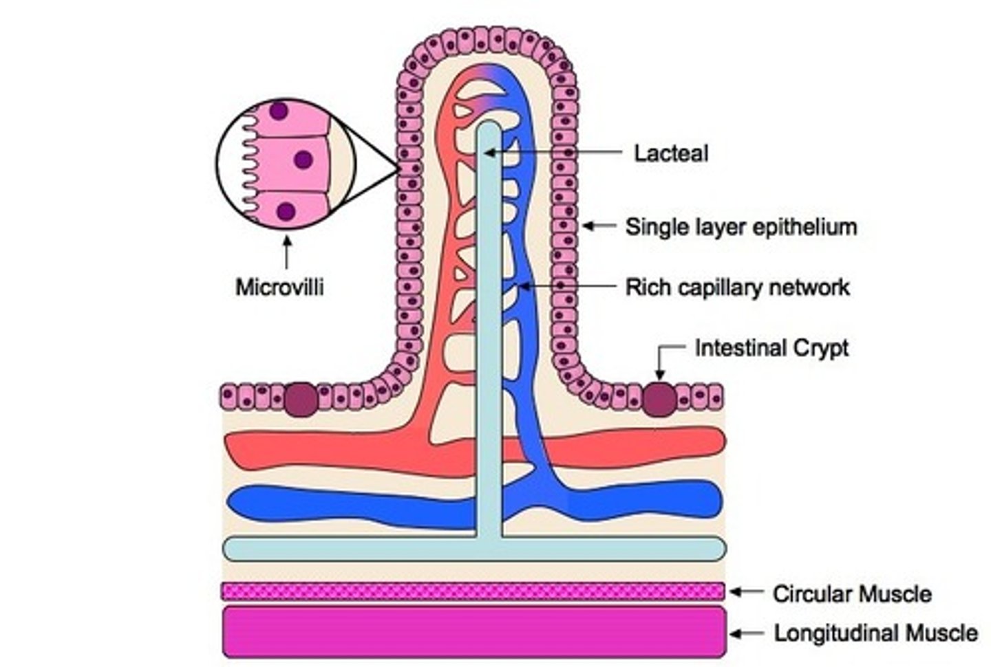 <p>increasing the internal surface area of the small intestine to better absorb nutrients</p>