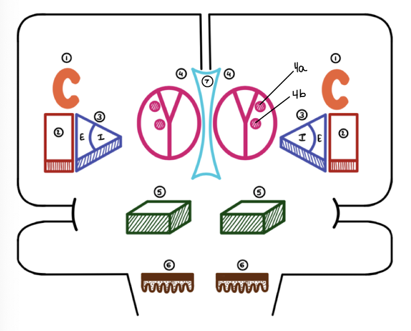 <p>Which basal ganglia structure is labeled 7?</p>