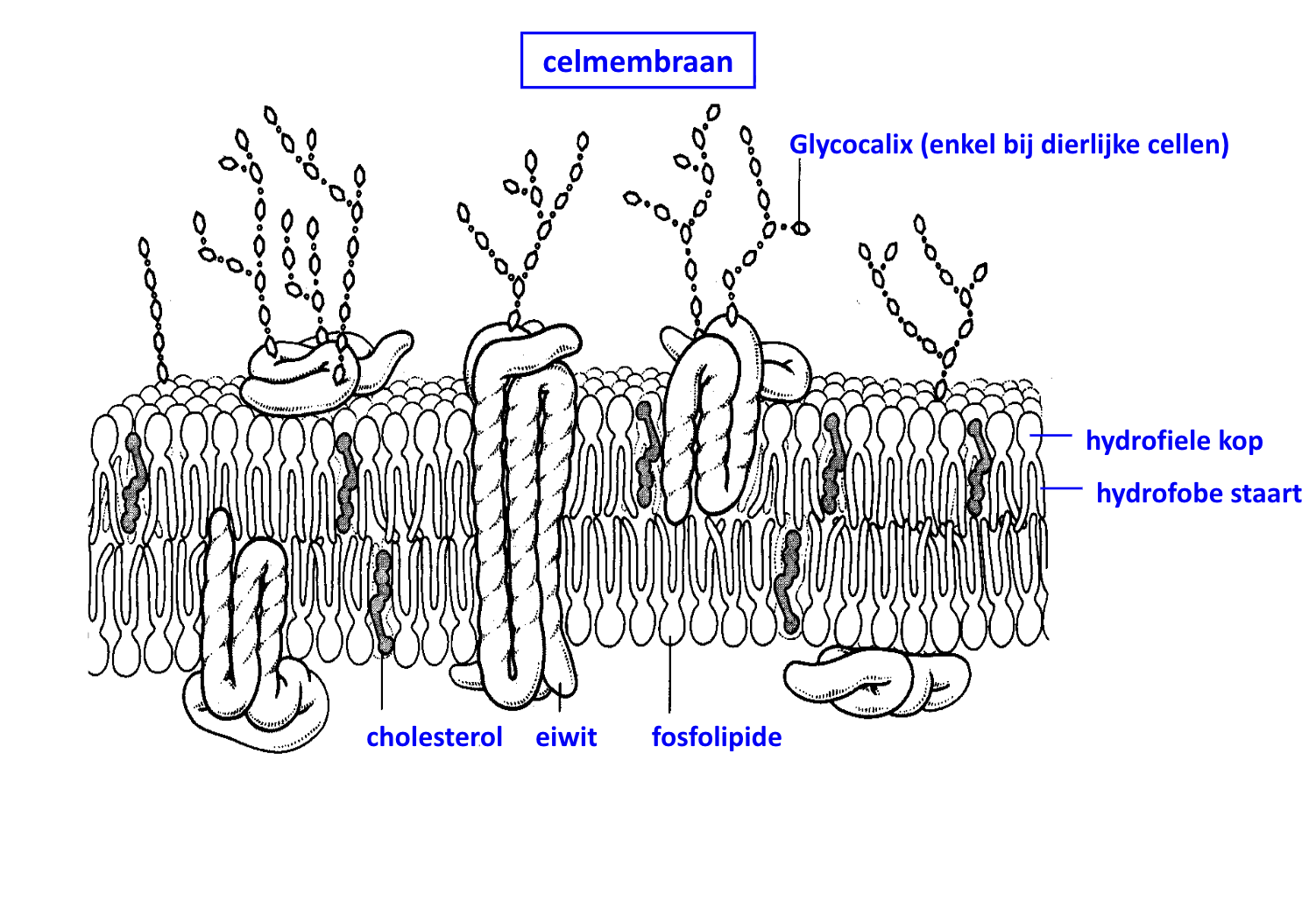 <p>Welke functie heeft de glycocalix? </p>