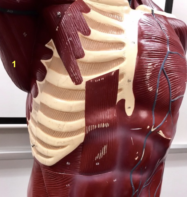 <p>Latissimus Dorsi </p>