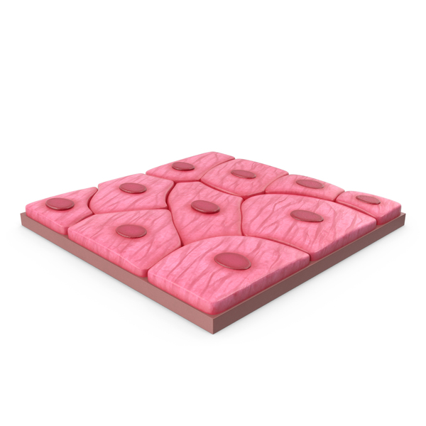 <ul><li><p>1 layer, flat </p></li><li><p>diffuse quickly </p></li><li><p>found in: lungs, capillaries, blood vessels, lymph vessels </p></li></ul><p></p>