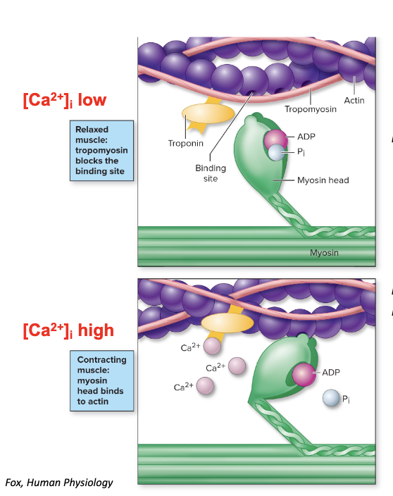 <p>in relaxed muscle: the myosin/actin interaction is inhibited; tropomyosin lies in the grooves of the actin filaments → cross-bridge attachments are blocked</p><p>in stimulated muscle: active cross-bridge cycling causes muscle to contract; Ca2+ binds to troponin → tropomyosin moves → cross-bridge attachments can occur</p>