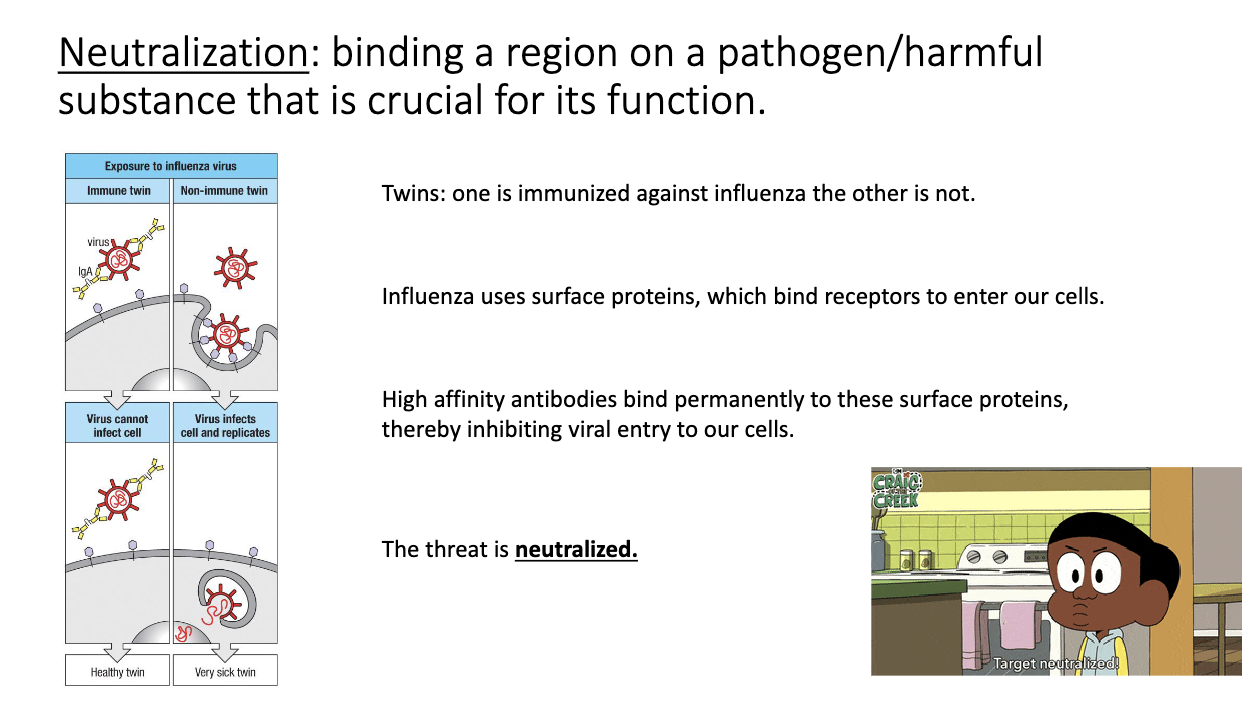 <ul><li><p class="isSelectedEnd"><span>Antibody binds a pathogen’s </span><strong><span>entry/attachment site</span></strong><span> → blocks access to host cells.</span></p></li><li><p class="isSelectedEnd"><span>No additional immune machinery needed.</span></p></li><li><p class="isSelectedEnd"><span>High-affinity antibodies can </span><strong><span>permanently</span></strong><span> neutralize targets.</span></p></li><li><p><span>Classic example: mucosal </span><strong><span>IgA</span></strong><span> blocking influenza or bacterial adhesins.</span></p></li></ul><p></p>