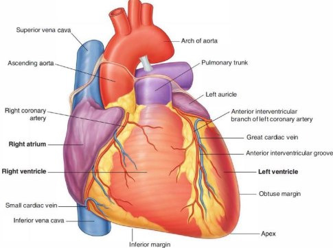 <ul><li><p>formed by the right atrium and ventricle, left ventricle and auricle</p></li><li><p>has anterior interventricular sulcus &amp; right part of the coronary sulcus</p></li></ul><p></p>