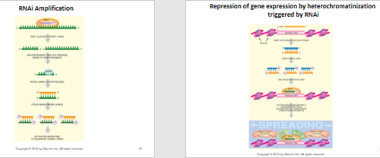 <p>General term for cellular system of inhibitory double-stranded RNAs involving RISC</p>