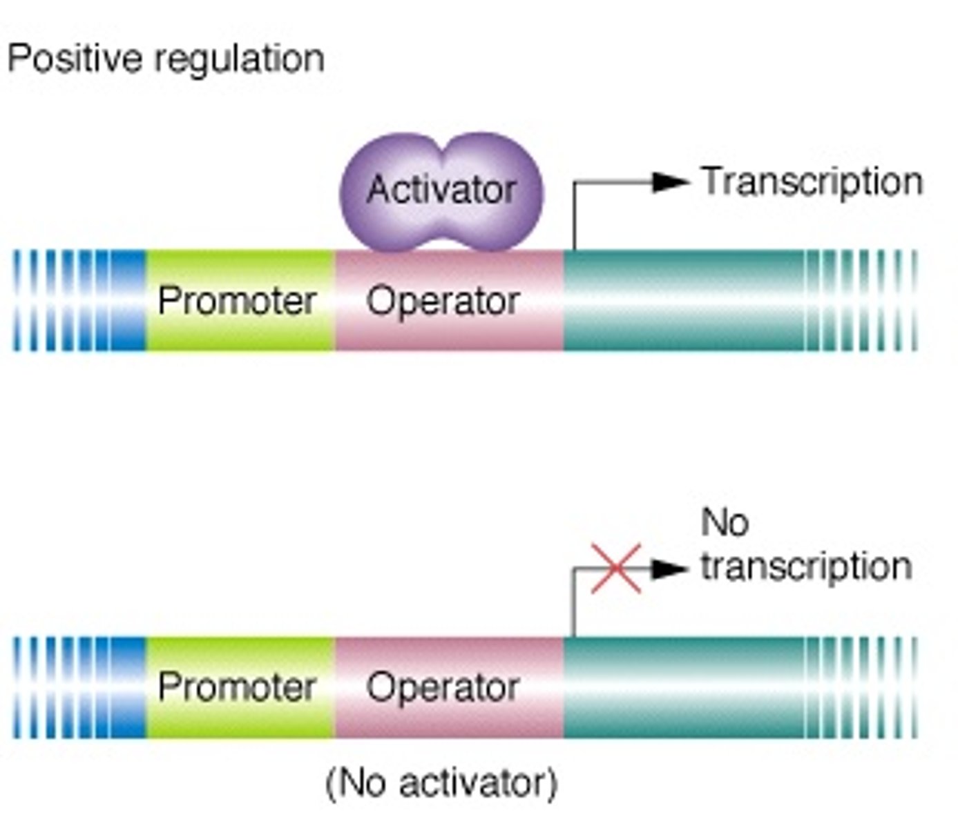 <p>Has promoter, operator</p><p>5' to 3'</p><p>produce polystronic mRNA (Multiple)</p>