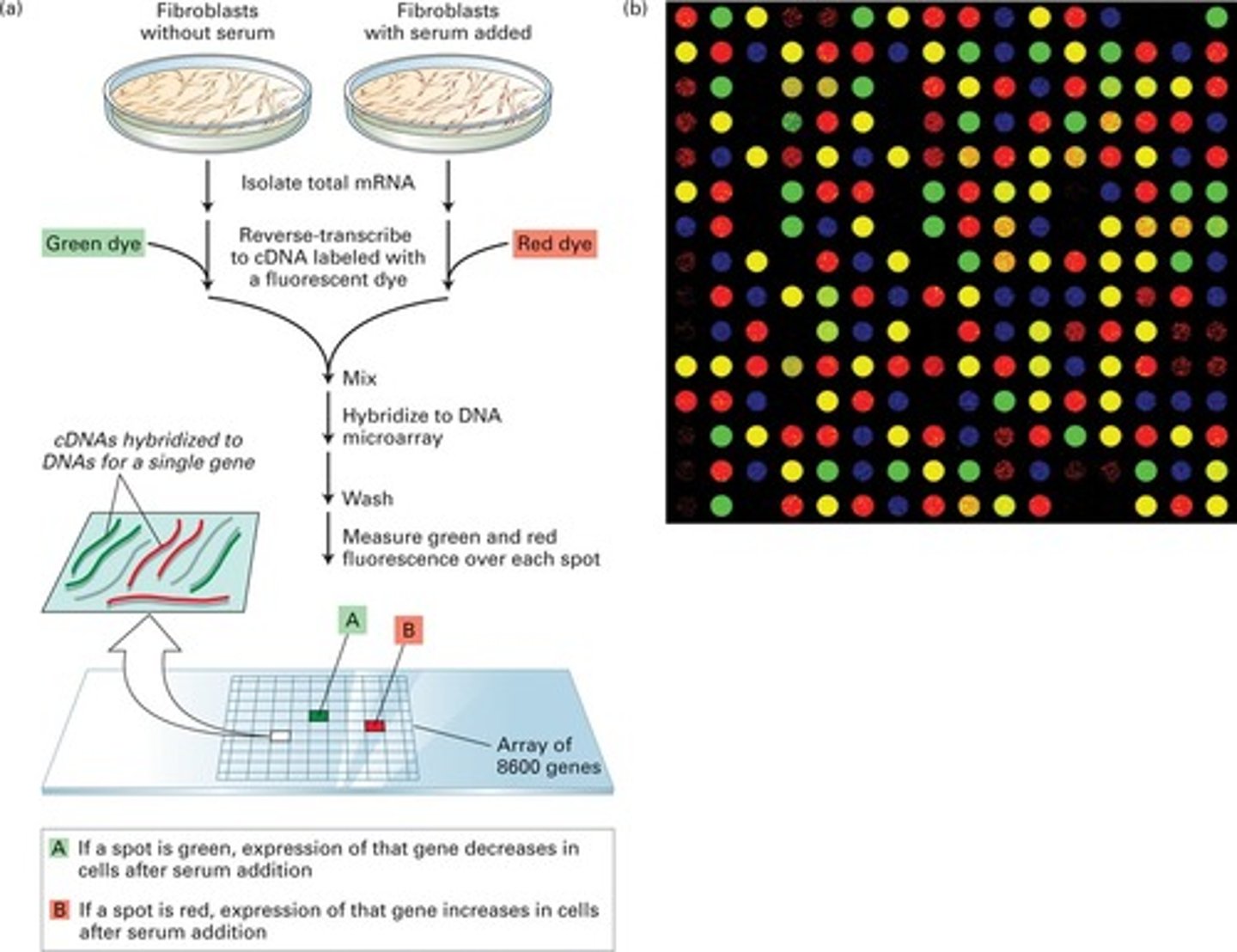 <p>to determine the differing patterns of gene expression in 2 different cell types (ex: normal vs. cancerous); important for personalized medicine!</p><p>- analysis of mRNA and protein products of gene expression</p><p>- population of mRNA molecules from a particular cell type is converted to cDNA and labeled with a fluorescent tag</p><p>- this mixture is then exposed to a glass slide (chip) containing thousands of different genes</p>