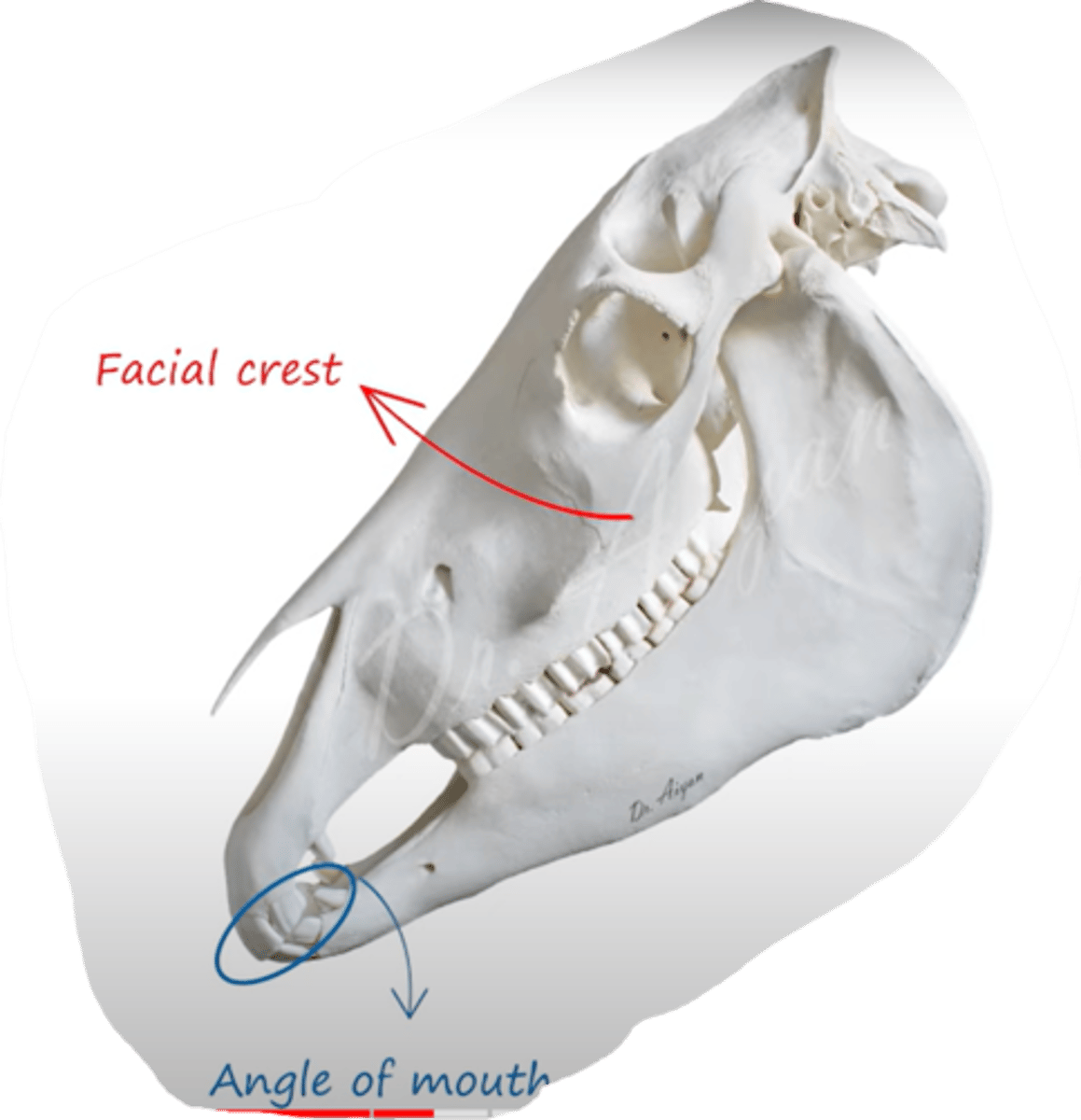 <p>which muscle originates from crista facialis and inserts at the angle of mouth (angulus oris)?</p>