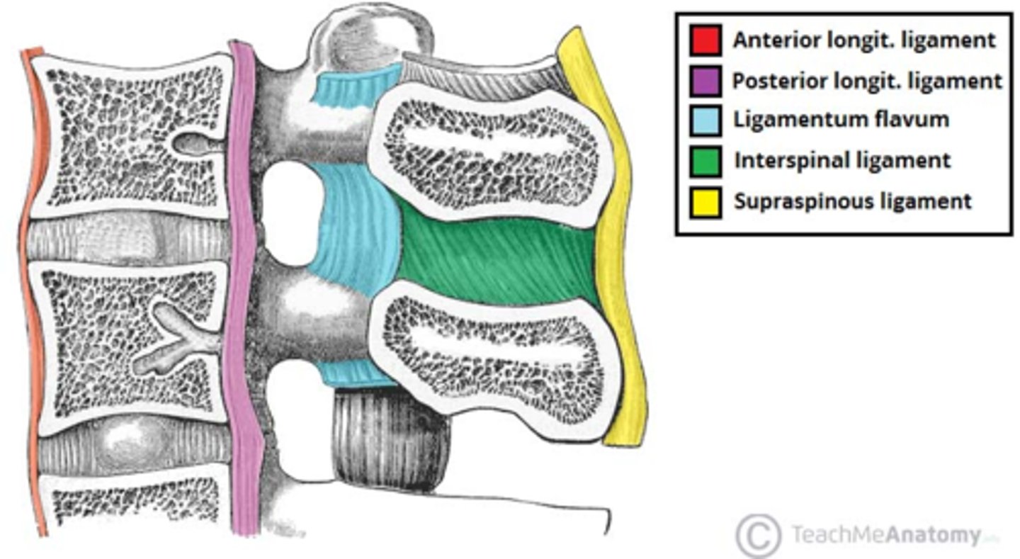 <p>- anterior longitudinal ligament</p><p>- posterior longitudinal ligament</p><p>- ligamentum flavum</p><p>- interspinal ligament</p><p>- supraspinous ligament</p><p>- intertransverse ligament</p>