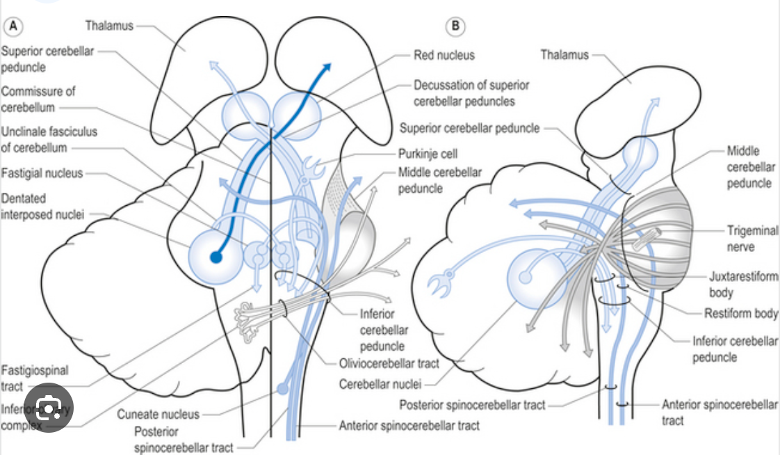 <p>Cerebellovestibular Tract</p>