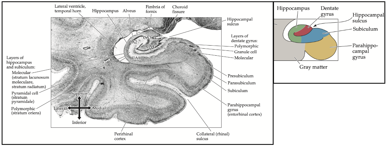<ul><li><p>hippocampale formatie = mediotemporale hersenkwab</p><ul><li><p>hippocampus</p></li><li><p>gyrus dentatus (uitloper van hippocampus)</p></li><li><p>subiculum (voorloper van hippocampus)</p></li></ul></li><li><p>stukje cortex ervoor: parahippocampale gyrus/ entorhinale cortex</p></li></ul><p></p>
