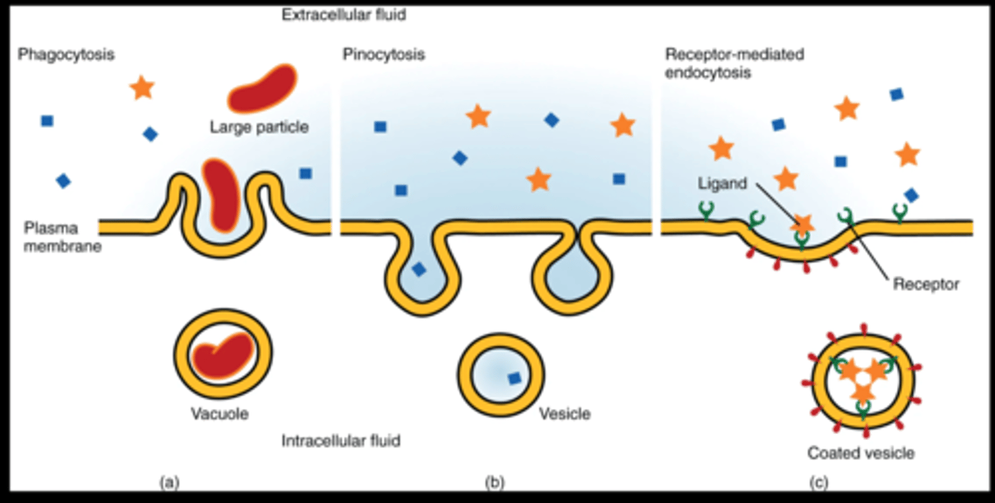 <p>Phagocytosis uses large pits to take in large amounts of ECF (able to taken in very large objects), while pinocytosis makes small pits to take small amounts of ECF</p>