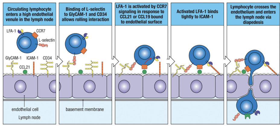 <p>similarly to how neutrophils enter inflamed tissue</p><ol><li><p>lymphocyte enters a high endothelial venule</p></li><li><p>binding of <strong>L-selectin</strong> (on lymphocyte) to <strong>GlyCAM-1 and CD34</strong> (on endothelial cell) allows for rolling</p></li><li><p><strong>LFA-1</strong> is activated by <strong>CCR7</strong> signaling in response to <strong>CCL21 or CCL19</strong> bound to endothelial surface</p></li><li><p>activated LFA-1 binds to <strong>ICAM-1</strong></p></li><li><p>lymphocyte crosses endothelium and enters LN via diapedesis </p></li></ol><p></p>