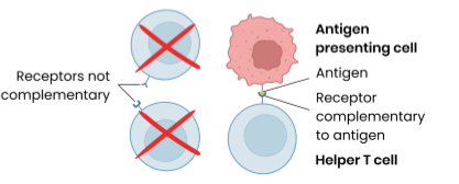 <p>T lymphocytes recognise (antigens on surface of) antigen presenting cells e.g. infected cells, phagocytes presenting antigens, transplanted cells, tumour cells etc </p><p></p><p>Specific helper T cells with complementary receptors (on cells surface) bind to antigen on antigen-presenting cell → activated and divide by mitosis to form clones which stimulate: </p><ul><li><p>cytotoxic T cells → kill infected cells / tumour cells (by producing perforin)</p></li><li><p>specific B cells (humoral response)</p></li><li><p>phagocytes → engulf pathogens by phagocytosis</p></li></ul><p></p>