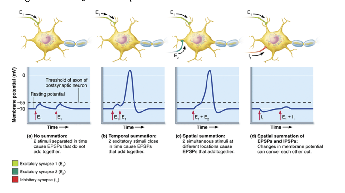 <p><span style="font-family: Arial, sans-serif">Graded potentials are small, localized changes in membrane potential that vary in size depending on the strength of the stimulus. (1 mark)</span><br><span>&nbsp; </span><span style="font-family: Arial, sans-serif">Main types: Depolarizing (excitatory) (½ mark) and hyperpolarizing (inhibitory) (½ mark)</span></p><ul><li><p><span style="font-family: Arial, sans-serif">Differences from action potentials (2 of the following – ½</span><span>&nbsp; </span><span style="font-family: Arial, sans-serif">mark each):</span></p><p class="MsoNormal"><span style="font-family: Arial, sans-serif">Not all or none</span></p><p class="MsoNormal"><span style="font-family: Arial, sans-serif">They decrease with distance (decremental)</span></p><p class="MsoNormal"><span style="font-family: Arial, sans-serif">Used in short-range communication, such as at synapses</span></p><p class="MsoNormal"><span style="font-family: Arial, sans-serif"><strong>&nbsp;</strong></span></p></li></ul><p></p>