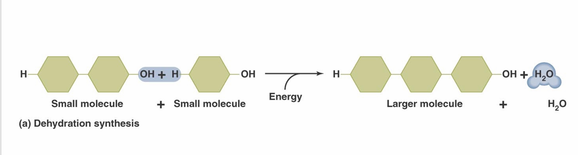 <p><strong>Dehydration synthesis</strong> reactions (also called condensation reactions)</p>