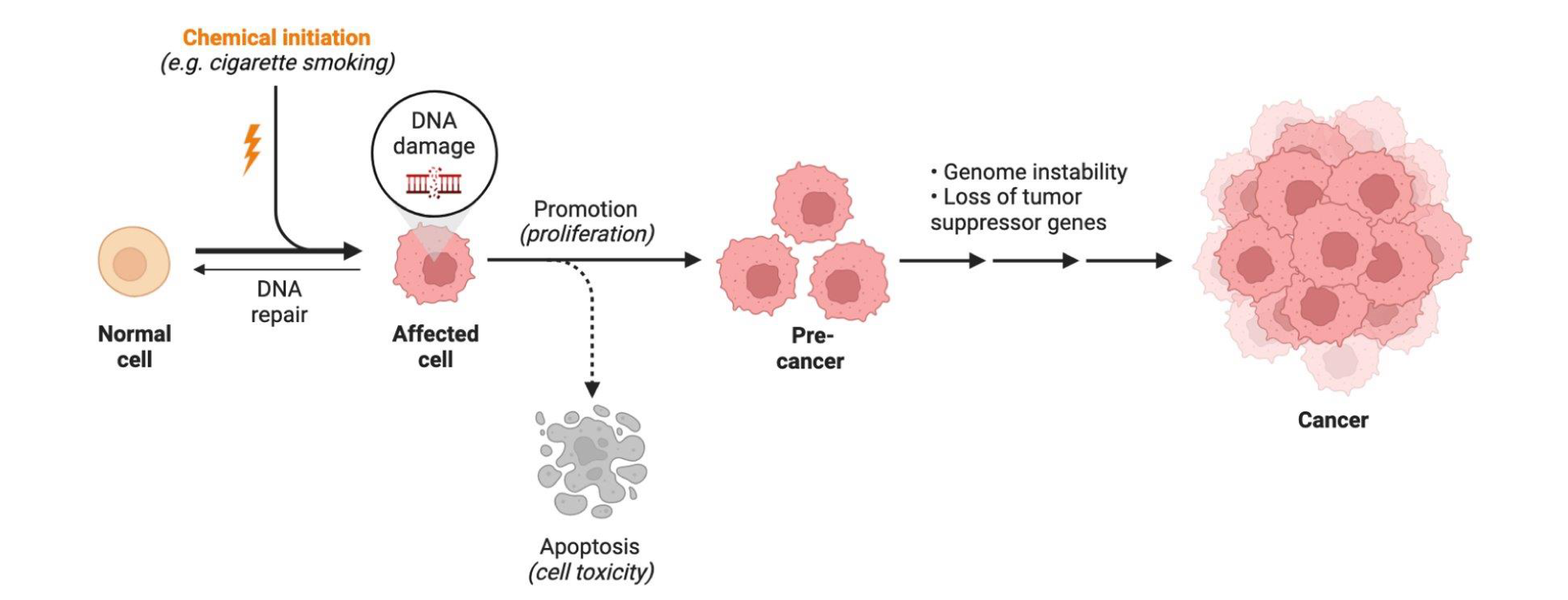 <p>which neoplastic white lesion: </p><ul><li><p>25-27% of (BLANK) become/are dysplasia/SCC - show variable malignant transformation</p><ul><li><p>homogenous 16%</p></li><li><p>proliferative leukoplakia 70-100%</p></li></ul></li></ul><p></p>