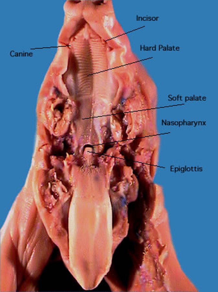<p>L: most posterior part of the oral cavity</p><p>F: passageway for the food and respiratory canals</p>