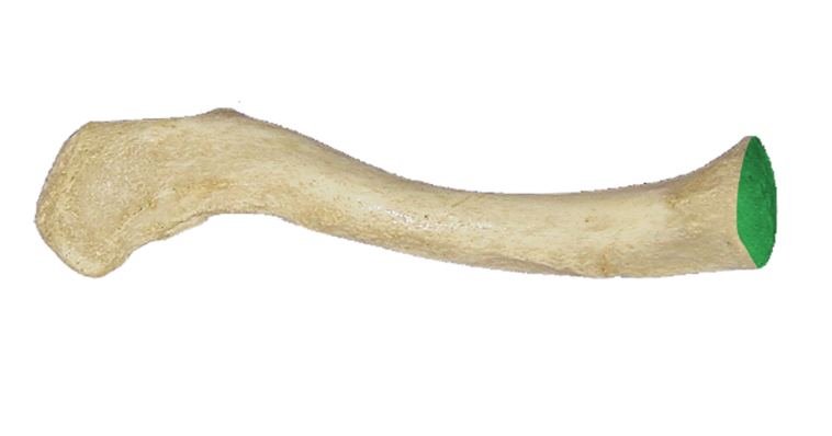 <p>Articulates with the manubrium of the sternum at the sternoclavicular joint</p>