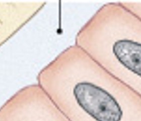 <p>Which type of bone cell is:</p><ul><li><p>Matrix produced by osteoblasts, but not yet calcified to form bone</p></li><li><p>Organic matrix for calcium salt deposit</p></li></ul><p></p>