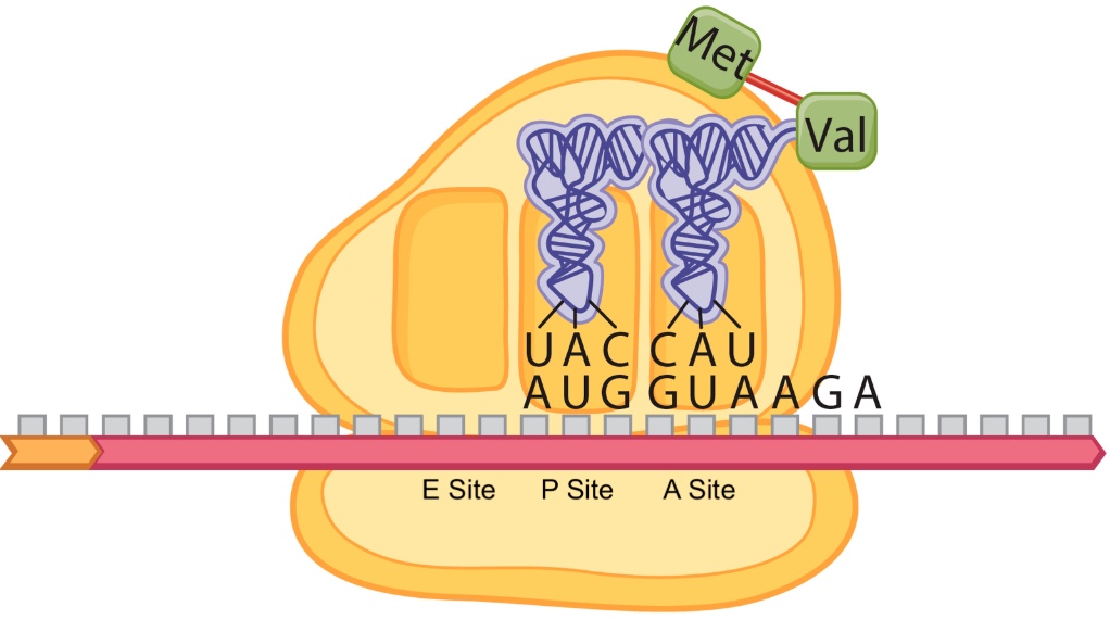 <p>The figure above depicts one stage in the process of translation in a eukaryote. The next amino acid after valine (Val) will be ____________, and it will be associated with a tRNA with the anticodon ____________.</p><p>A) Serine, 3'-AGA-5'</p><p>B) Serine, 3'-UCU-5'</p><p>C) Arginine, 3'-AGA-5'</p><p>D) Arginine, 3'-UCU-5'</p>