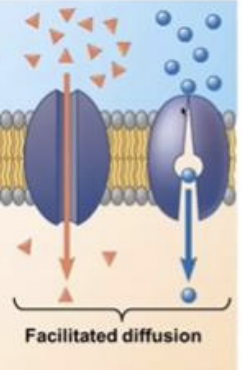 <p>the passive movement of molecules along the concentration gradient</p>