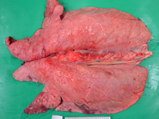 <p>Describe this finding. What is the organ and what animal is it from? What is the causative agent?</p>
