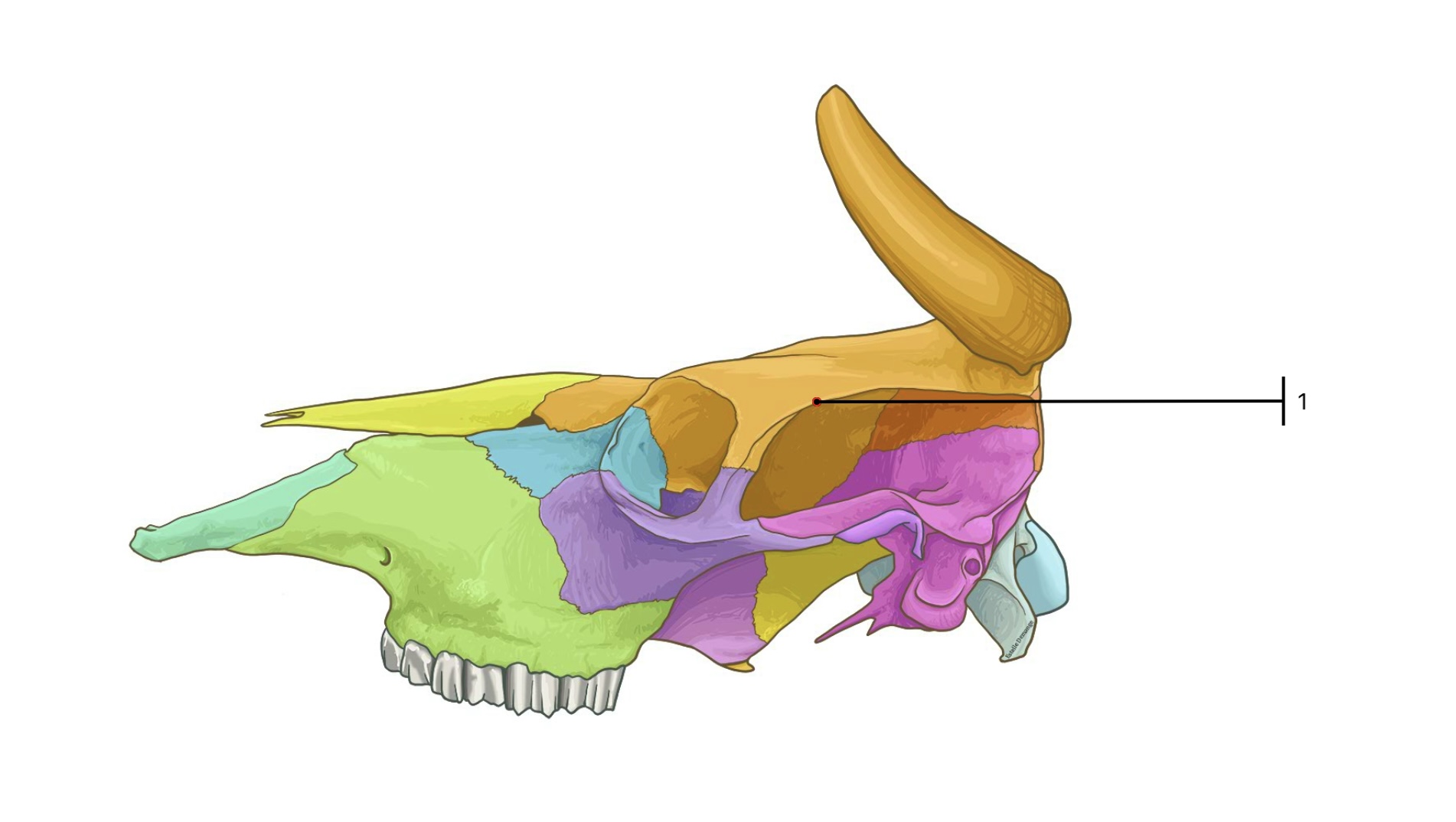 term image