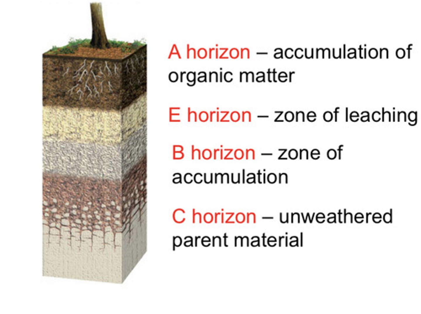 <p>The process of forming soil from weathered rock and organic material</p>