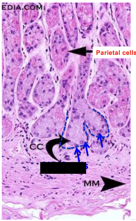 knowt flashcard image