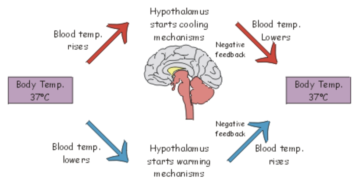 <p><span style="background-color: transparent; font-family: "Proxima Nova", sans-serif;"><span>When you exercise, you produce heat, which increases your body temperature. </span></span></p><p><span style="background-color: transparent; font-family: "Proxima Nova", sans-serif;"><span>Your nervous system detects this increases and triggers sweating. As your sweat evaporates, your skin cools, returning your body to its set point.</span></span></p>