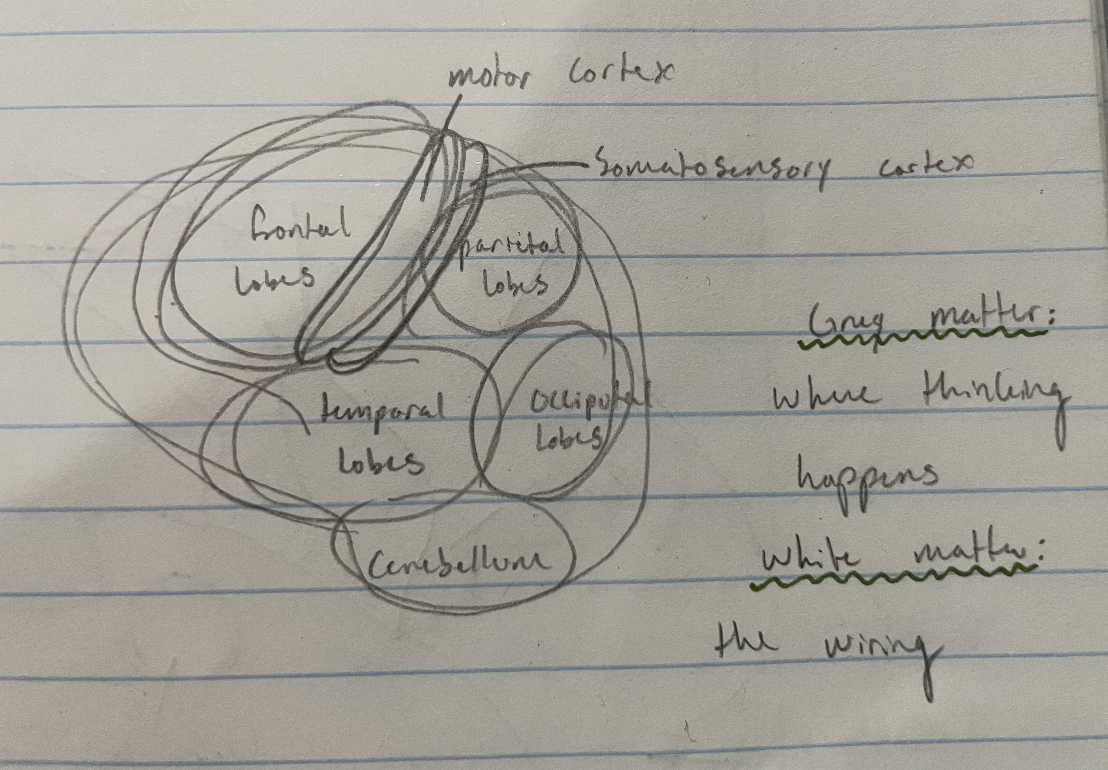 knowt flashcard image