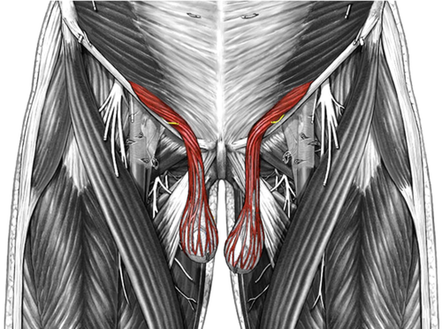 <p>elevates or suspends testes to control temp</p>