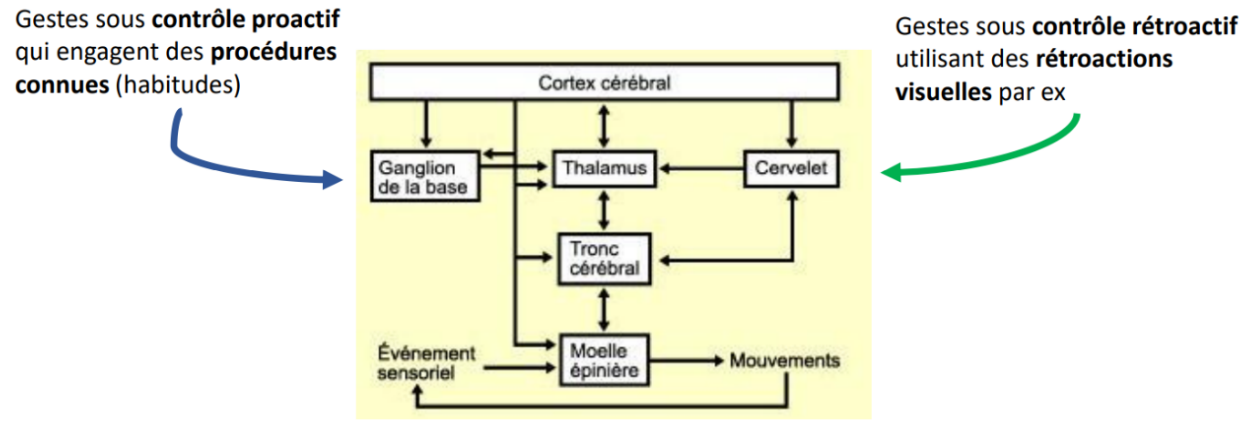 <p><span style="background-color: transparent;"><span>Ainsi :</span></span></p><ul><li><p><span style="background-color: transparent;"><span>Les </span><strong><span>ganglions de la base</span></strong><span> interviennent dans la </span><strong><span>préparation</span></strong><span> et la </span><strong><span>sélection</span></strong><span> de l’action (motricité anticipée, pro-active).</span></span></p></li><li><p><span style="background-color: transparent;"><span>Le </span><strong><span>cervelet</span></strong><span> intervient dans la </span><strong><span>correction</span></strong><span> et l’</span><strong><span>adaptation dynamique</span></strong><span> du geste (motricité rétroactive).</span></span></p></li></ul><p></p>