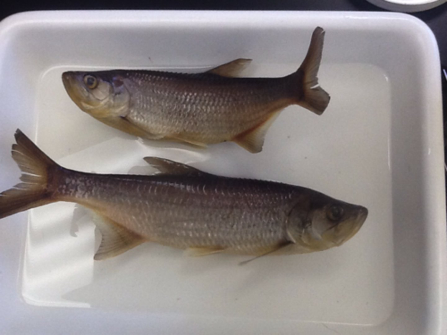 <p>tarpons</p>