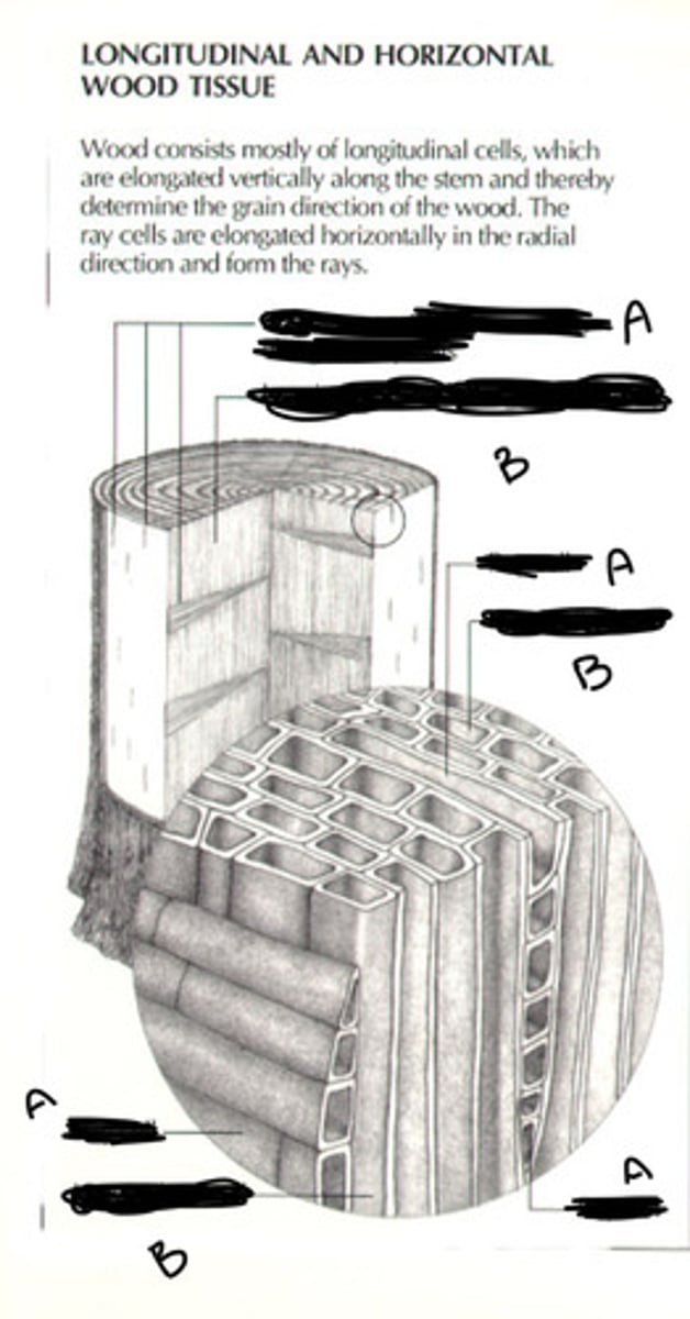 <p>Longitudinal is B and Ray is B</p><p>Rays- 10% of cells elongated, flattened ribbons, perpendicular to the stem.</p>