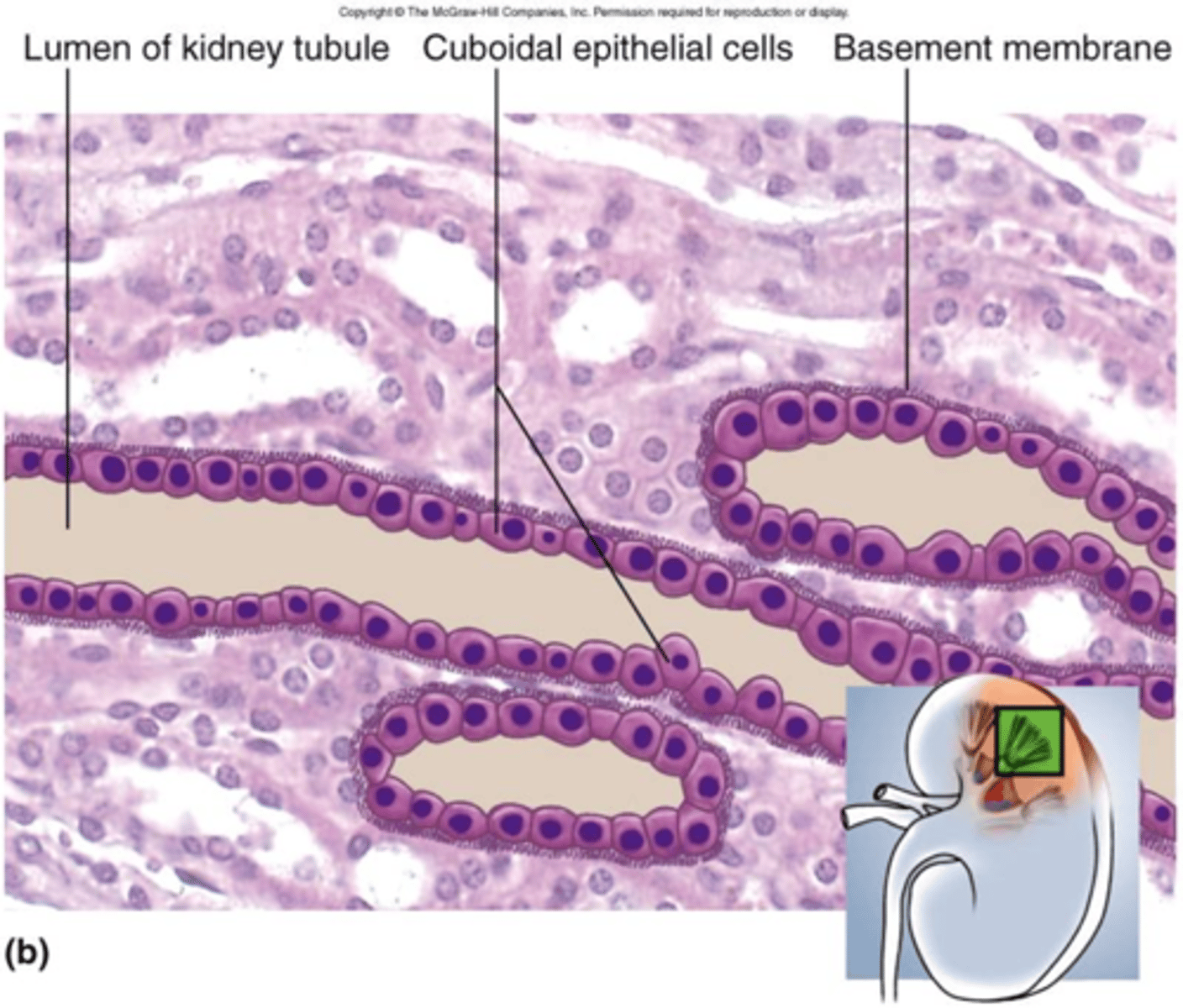 <p>A single layer of cube-shaped cells</p><p>Function: secretion and absorption</p><p>Location: Kidney tubules; ducts and secretory portions of small glands, ovary surface.</p>