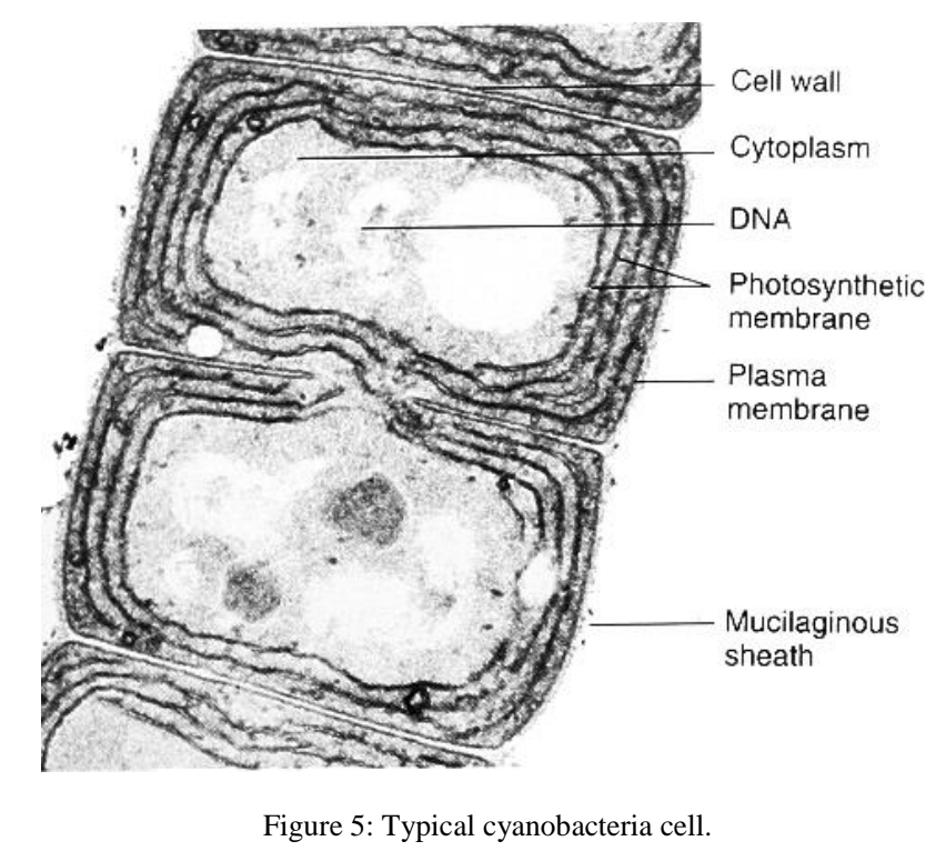 <p>Cyanobacteria</p>