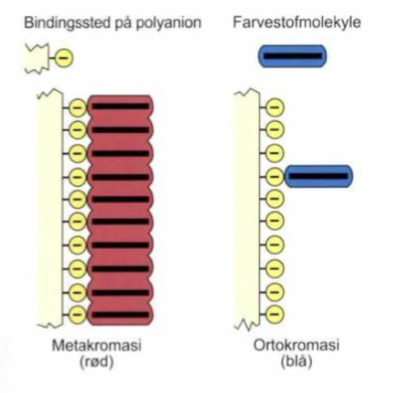 <p><strong>Toluidinblåt som monomer</strong> betyder, at farvestofmolekylerne ligger <strong>enkeltvis</strong> og ikke klumper sig sammen.</p><p>Når toluidinblåt er monomer, har det sin <strong>normale blå farve</strong>. Det kaldes <strong>ortokromasi</strong>.</p>