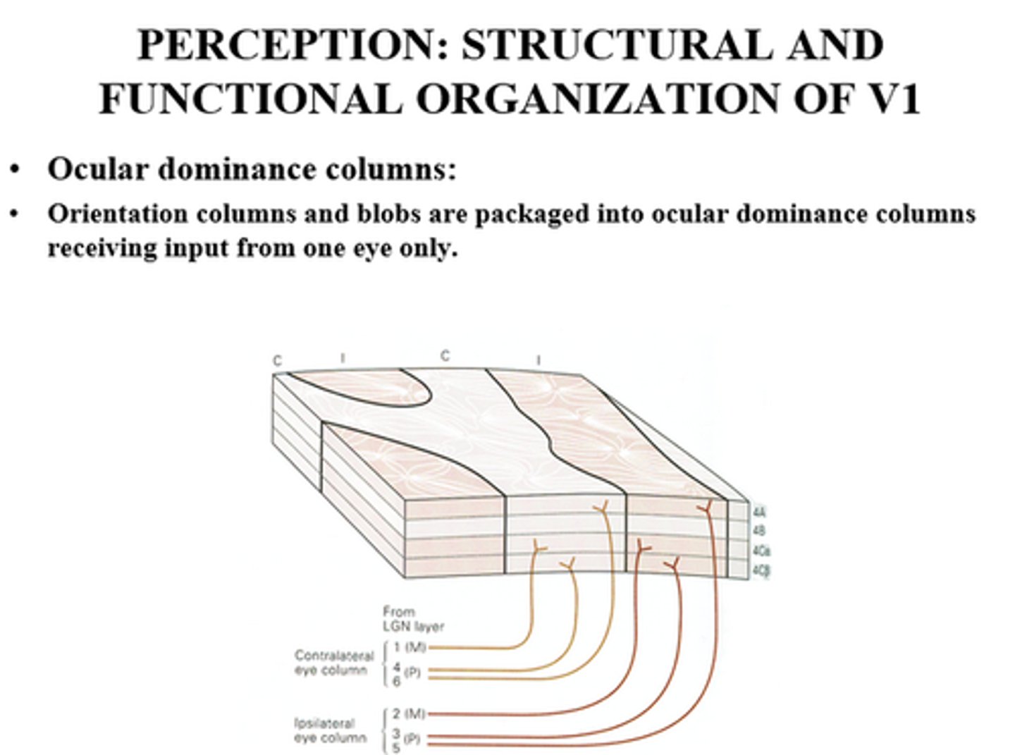 <p>Vertical columns of neurons in V1, all of which respond to stimuli from the same eye.</p>