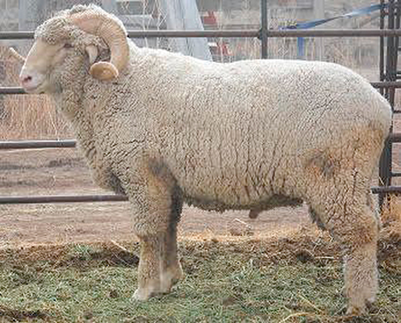 <p>what breed and type of wool</p>