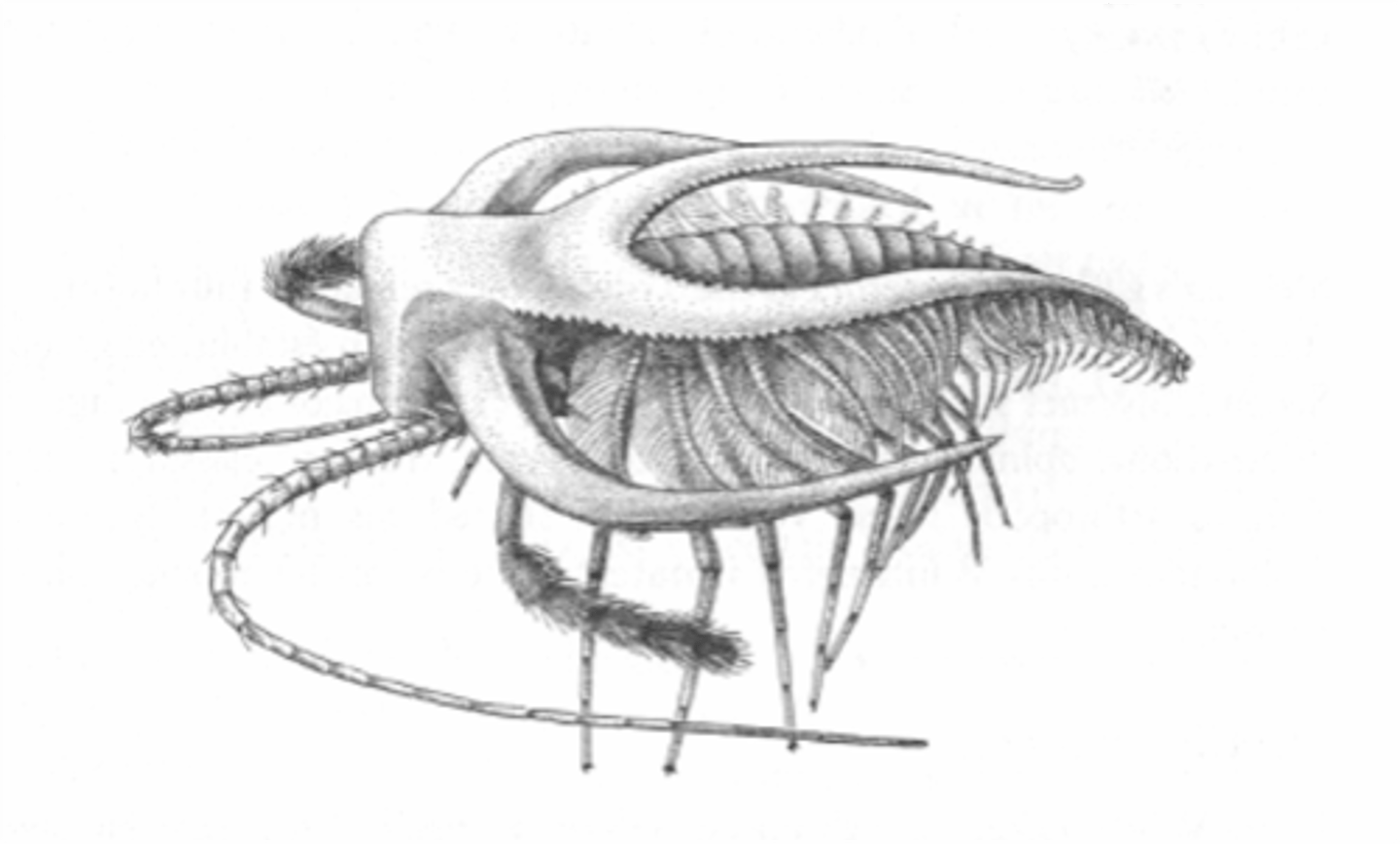 <p>An extinct marine animal with a hard exoskeleton and large eyes</p>