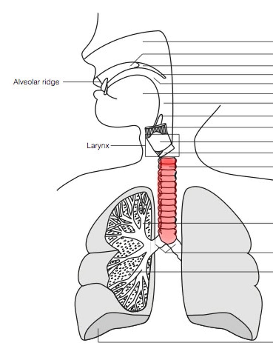 <p>another name for trachea</p>