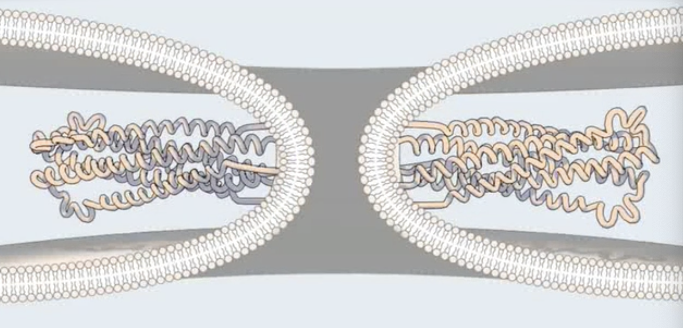 <p>What happens during <strong>complete fusion</strong> in HIV-1?</p>