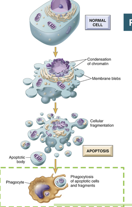 <ul><li><p>phagocytes endocytose the apoptotic bodies to dispose of them </p></li><li><p>these are then safely digested by the phagocytes lysosomes</p></li><li><p>this causes a minimal amount of disturbance to the cells and surrounding tissues</p></li></ul><p></p>