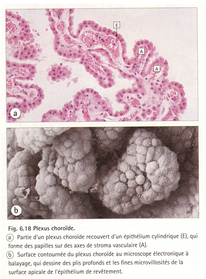 <p>tissu de soutien très très vascularisée(bcp de capillaires). recouvert de cellules épithéliales cylindriques simples qui possède des microvillosités à leurs surfaces apicales. </p>