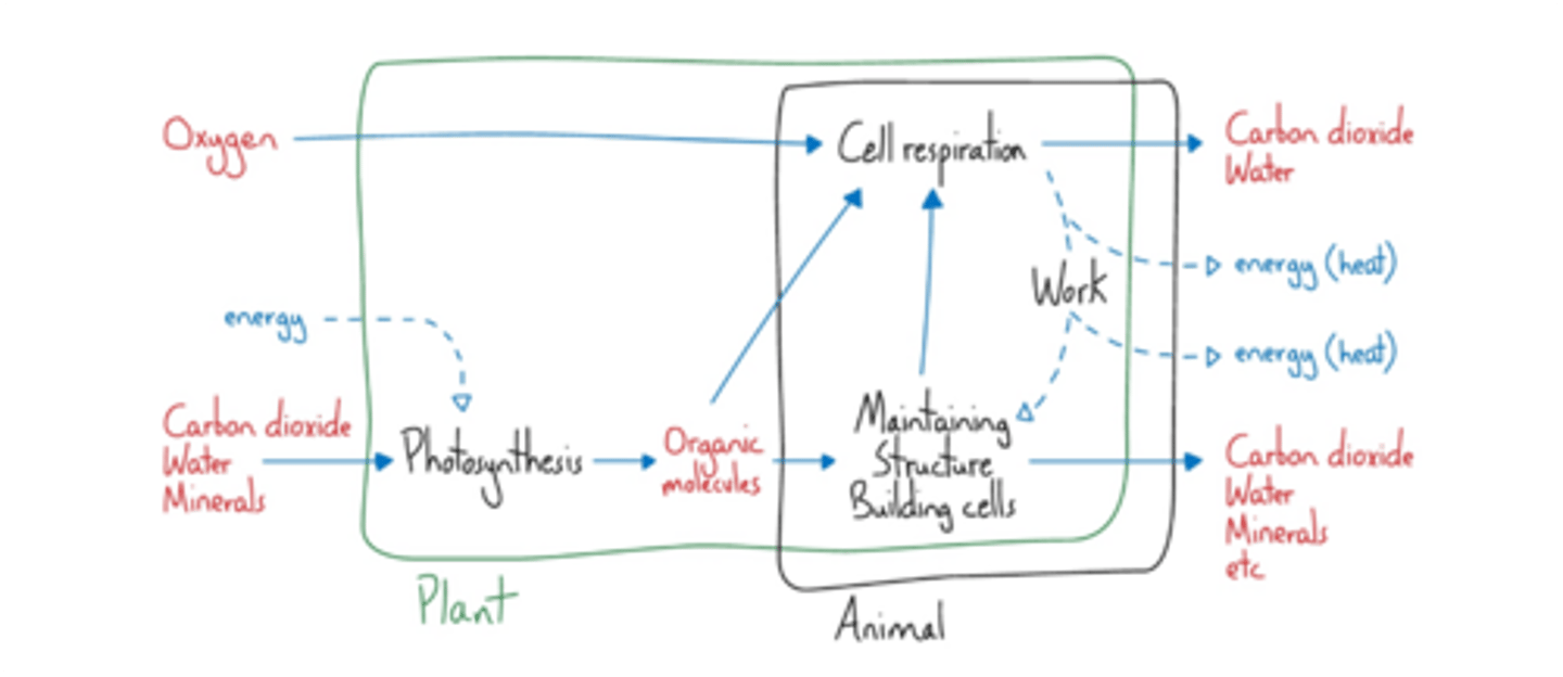 <p>Photosynthesis produces glucose and O2 → which are the reactants needed for aerobic respiration.</p><p>Aerobic respiration produces CO2 and H2O → which are the reactants needed for photosynthesis.</p>