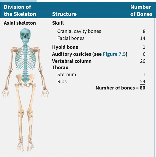 <p>skull bones, auditory ossicles, hyoid bone, ribs, sternum, vertebrae and sacrum</p>