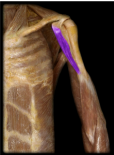 <p>Name this muscle and it’s blood supply </p>