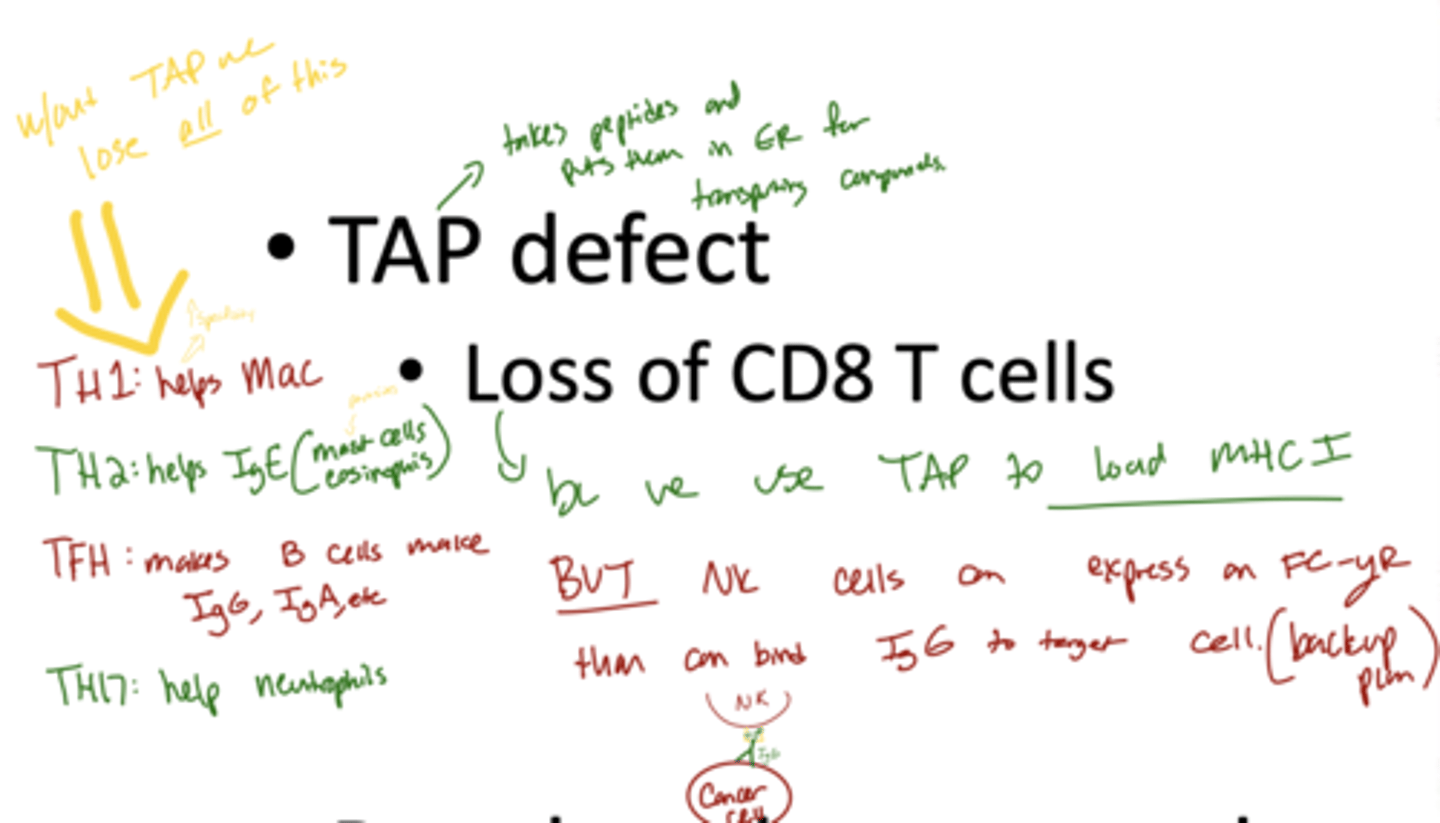 <p>A: TAP (Transporter Associated with Antigen Processing) defects prevent peptides from entering the endoplasmic reticulum for MHC I presentation, causing loss of CD8 T cells and impaired cytotoxic T cell responses.</p>
